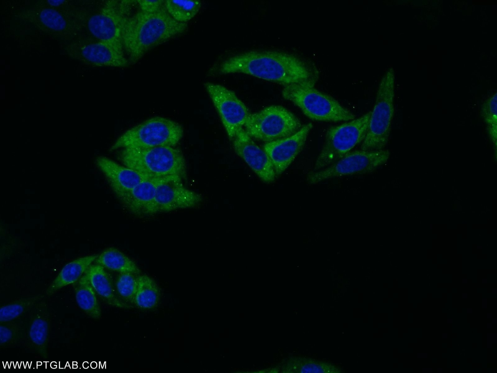 Immunofluorescence (IF) / fluorescent staining of HepG2 cells using 14-3-3 Monoclonal antibody (66061-1-Ig)