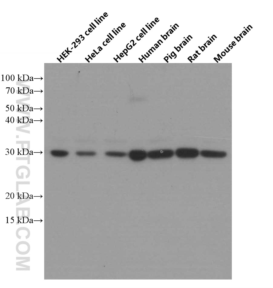 Western Blot (WB) analysis of various lysates using 14-3-3 Monoclonal antibody (66061-1-Ig)