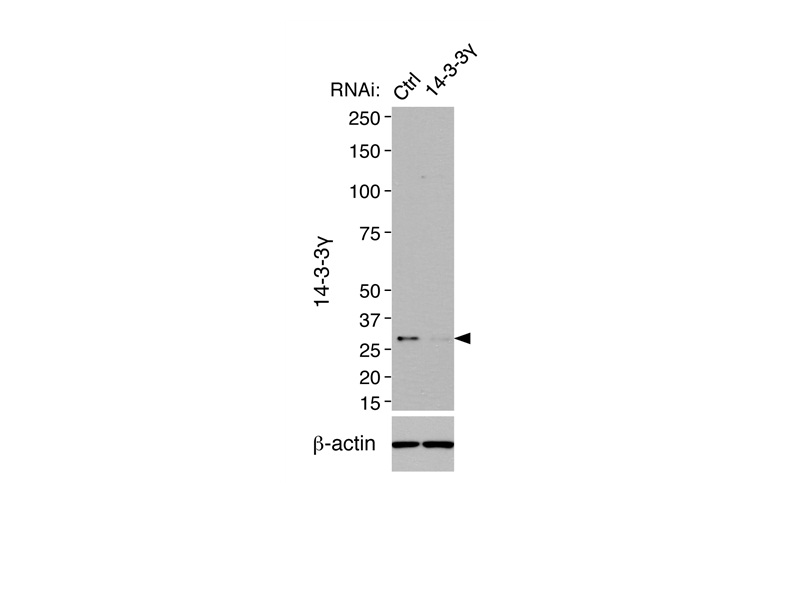 Western Blot (WB) analysis of mouse IMCD3 cells (RNAi) using 14-3-3 GAMMA-Specific Polyclonal antibody (12381-1-AP)