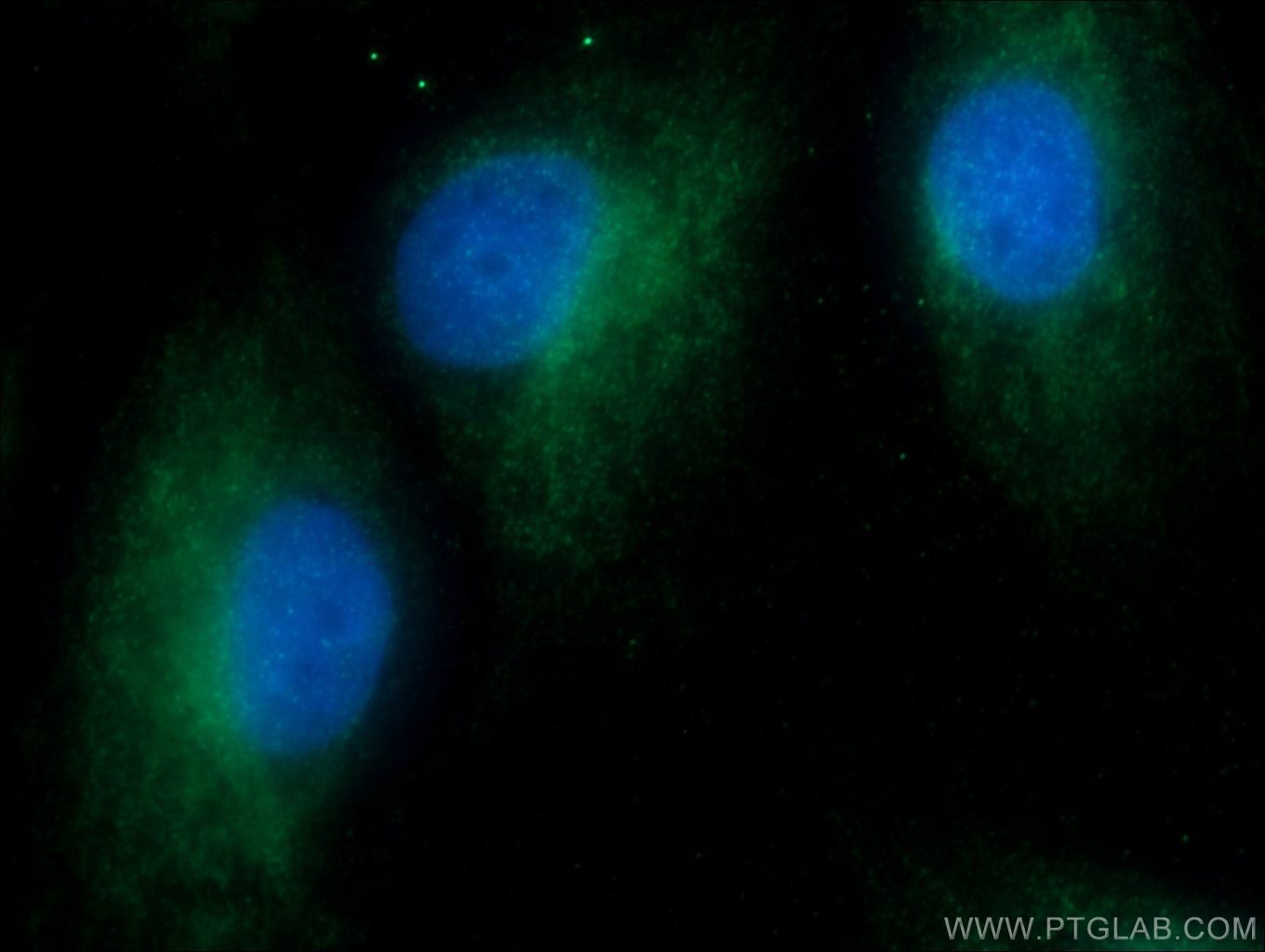 Immunofluorescence (IF) / fluorescent staining of MDCK cells using 14-3-3 GAMMA-Specific Polyclonal antibody (12381-1-AP)