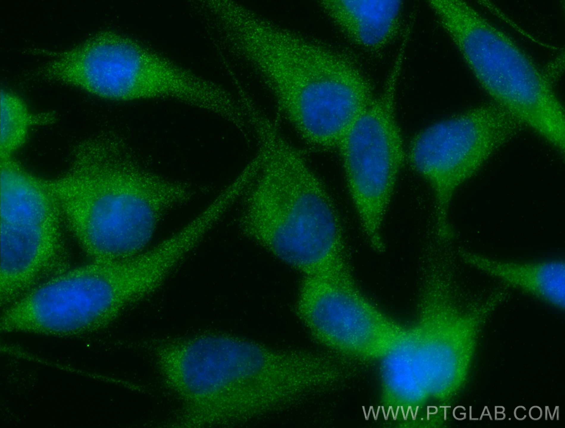 Immunofluorescence (IF) / fluorescent staining of MDCK cells using 14-3-3 GAMMA-Specific Polyclonal antibody (12381-1-AP)