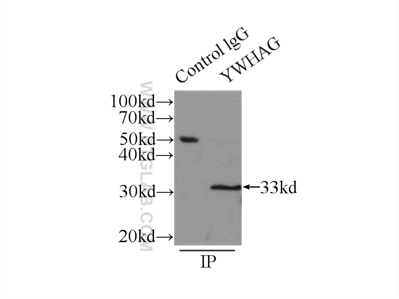 Immunoprecipitation (IP) experiment of mouse brain tissue using 14-3-3 GAMMA-Specific Polyclonal antibody (12381-1-AP)