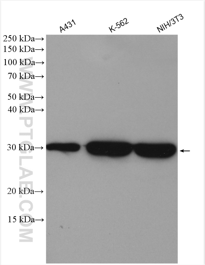 Western Blot (WB) analysis of various lysates using 14-3-3 GAMMA-Specific Polyclonal antibody (12381-1-AP)