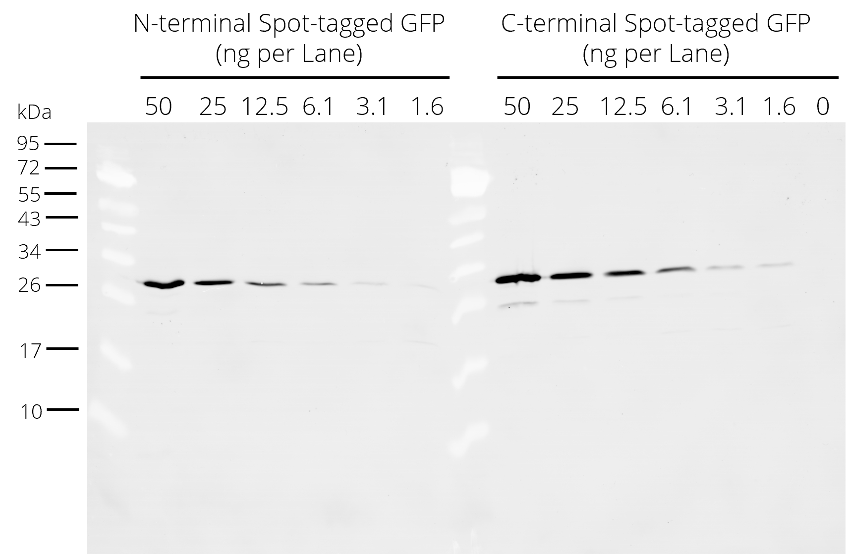 Spot-tag® antibody (28A5)