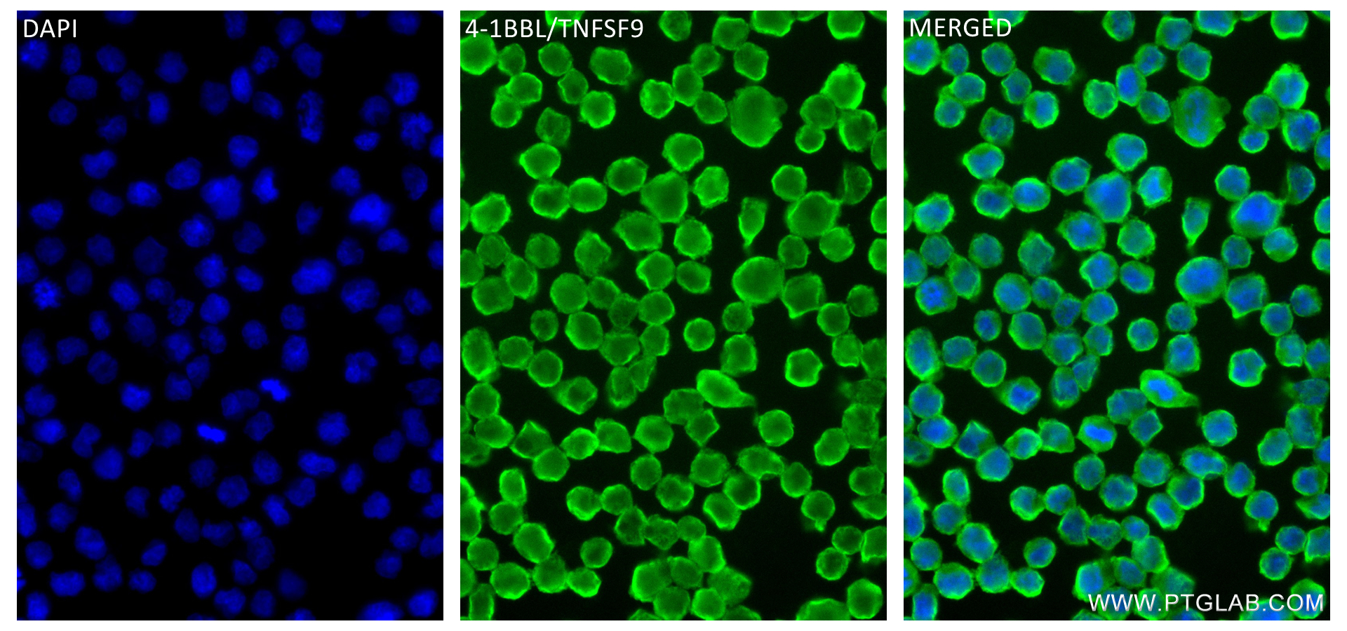 Immunofluorescence (IF) / fluorescent staining of Raji cells using 4-1BBL/TNFSF9 Recombinant antibody (84185-5-RR)