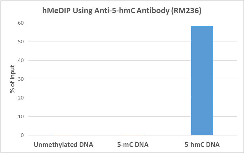 MeDIP of 5-Hydroxymethylcytosine (5-hmC) antibody (rAb).MeDIP was performed using 5-Hydroxymethylcytosine antibody (Clone RM236) at a 10:1 DNA:Ab ratio. 1 ng of unmethylated, 5-Methylcytosine (5-mC) or 5-Hydroxymethylcytosine (5-hmC) DNA standard (897 bp) was spiked in 1 ug of genomic DNA isolated from HeLa cells as the control. Realtime PCR was then performed to determine the capture of DNA standard as in % of input.