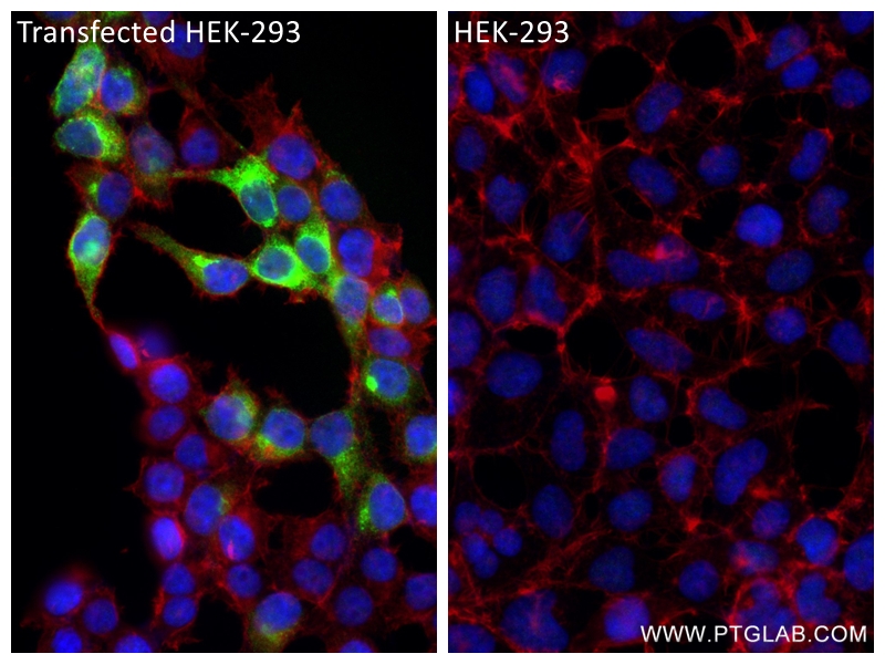 Immunofluorescence (IF) / fluorescent staining of HEK-293 cells using 6*his,His tag Recombinant antibody (84814-1-RR)