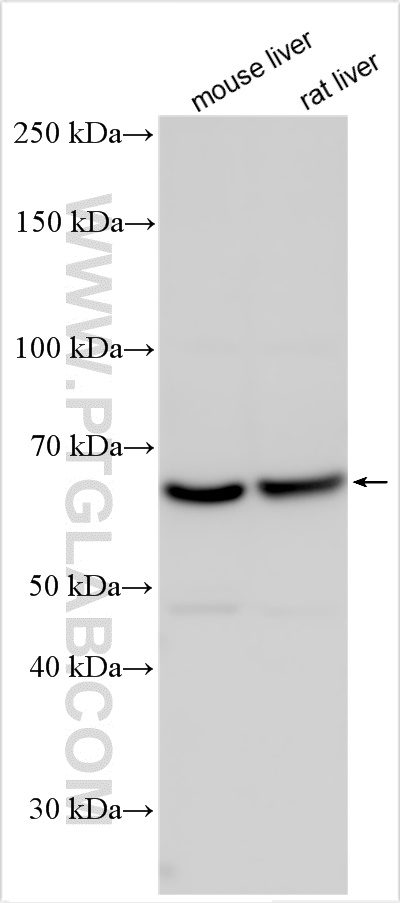 Western Blot (WB) analysis of various lysates using A1CF Polyclonal antibody (25812-1-AP)