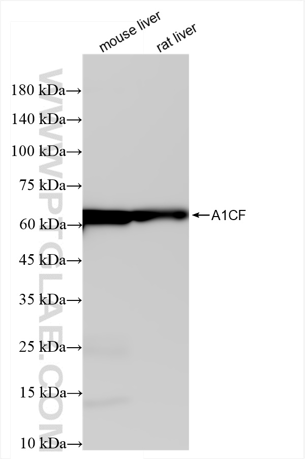 Western Blot (WB) analysis of various lysates using A1CF Recombinant antibody (84322-4-RR)