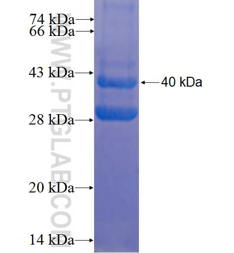 A1CF fusion protein Ag22929 SDS-PAGE
