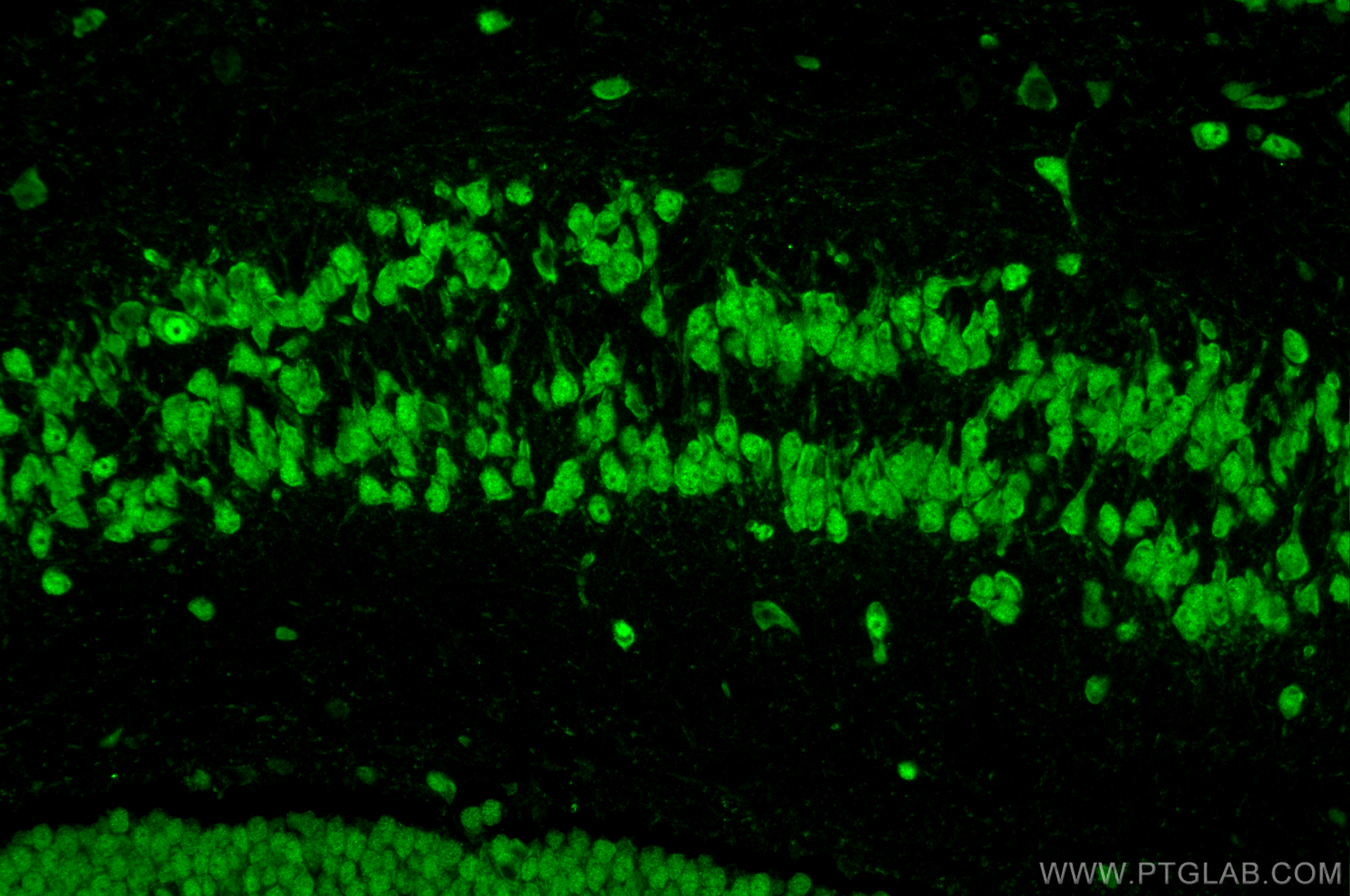 Immunofluorescence (IF) / fluorescent staining of mouse brain tissue using A2BP1 Polyclonal antibody (22647-1-AP)