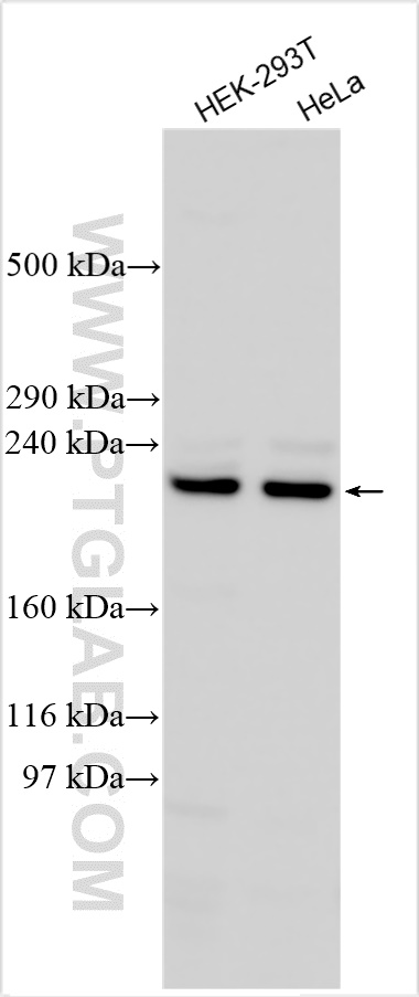 Western Blot (WB) analysis of various lysates using ABCC10 Polyclonal antibody (30697-1-AP)