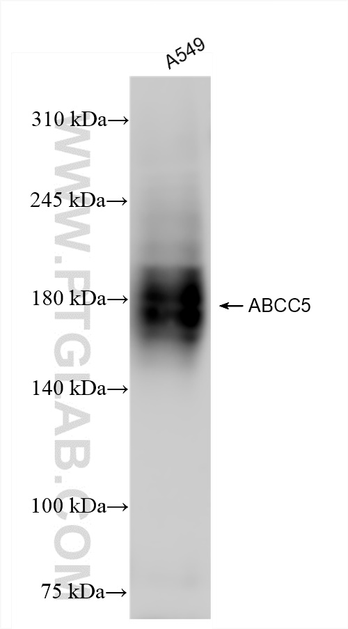 Western Blot (WB) analysis of A549 cells using ABCC5 Recombinant antibody (84204-5-RR)