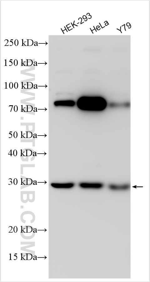 Western Blot (WB) analysis of various lysates using ABHD10 Polyclonal antibody (22558-1-AP)