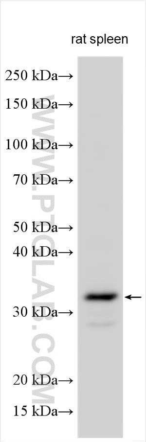 Western Blot (WB) analysis of various lysates using ABHD6 Polyclonal antibody (20494-1-AP)