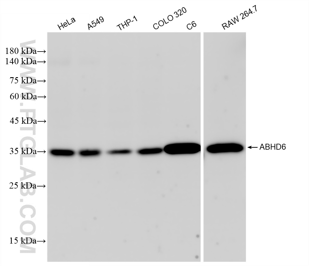 Western Blot (WB) analysis of various lysates using ABHD6 Recombinant antibody (83249-3-RR)
