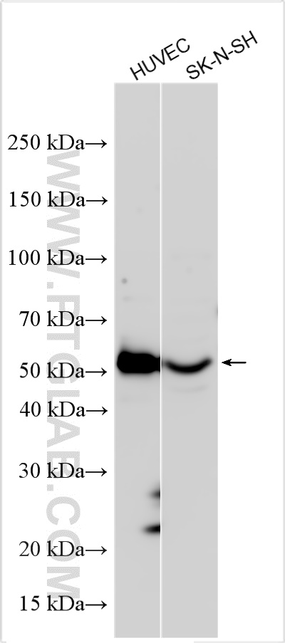 Western Blot (WB) analysis of various lysates using ABI3 Polyclonal antibody (16227-1-AP)