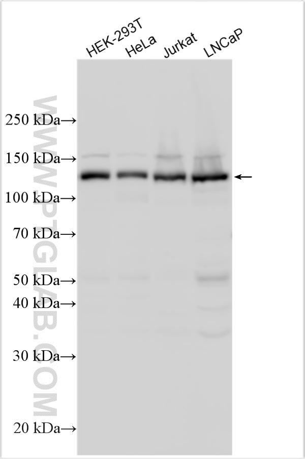 Western Blot (WB) analysis of various lysates using ABL1 Polyclonal antibody (32207-1-AP)