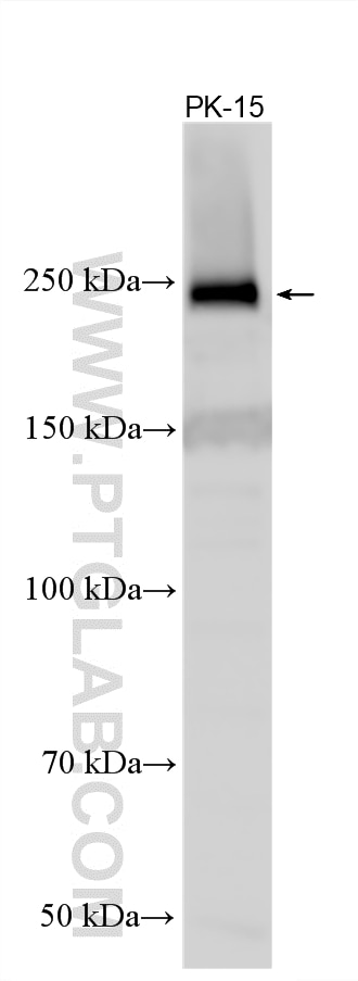 Western Blot (WB) analysis of various lysates using ACC1 Polyclonal antibody (21923-1-AP)