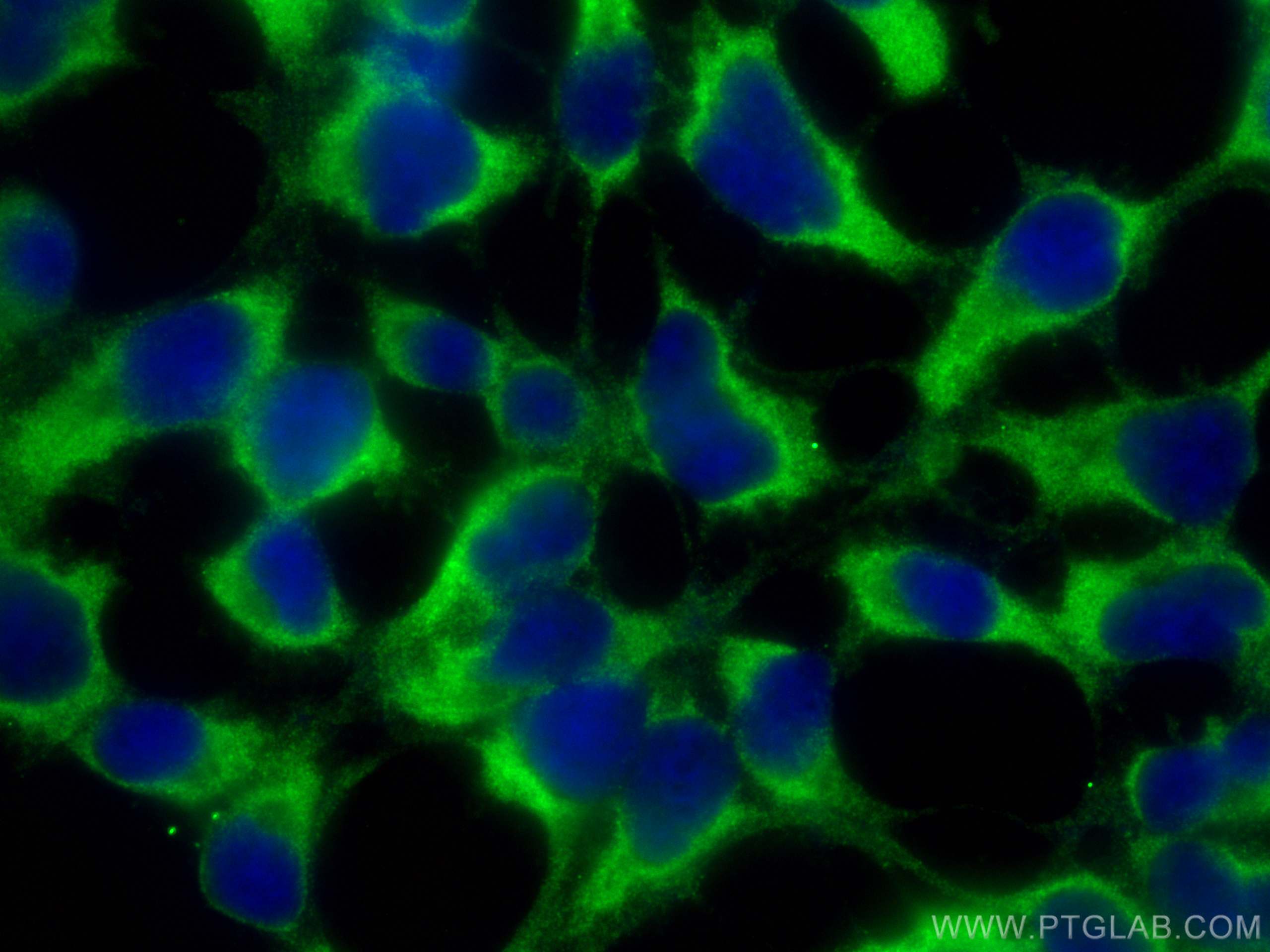 Immunofluorescence (IF) / fluorescent staining of HEK-293 cells using ACAN Monoclonal antibody (68350-1-Ig)