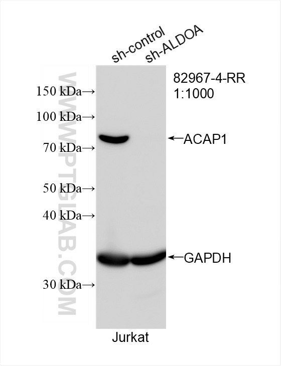 Western Blot (WB) analysis of Jurkat cells using ACAP1 Recombinant antibody (82967-4-RR)