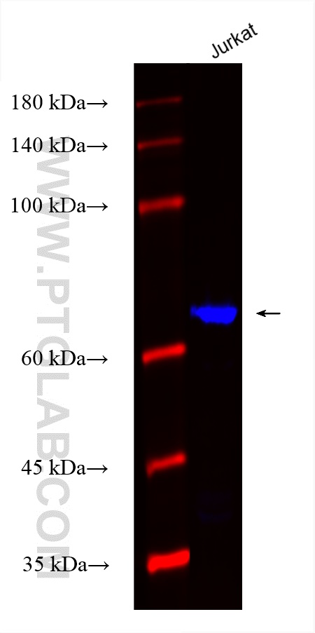 Western Blot (WB) analysis of various lysates using CoraLite® Plus 750-conjugated ACAP1 Recombinant an (CL750-82967)