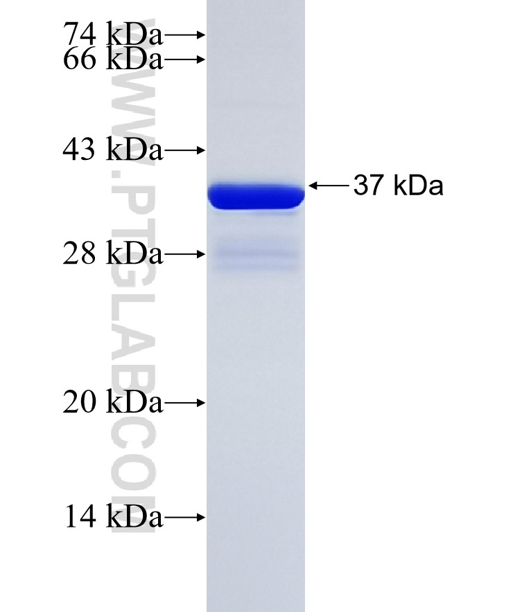 ACAP1 fusion protein Ag34309 SDS-PAGE