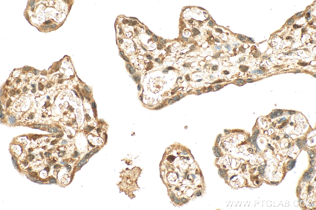 Immunohistochemistry (IHC) staining of human placenta tissue using ACAT2 Monoclonal antibody (68005-1-Ig)