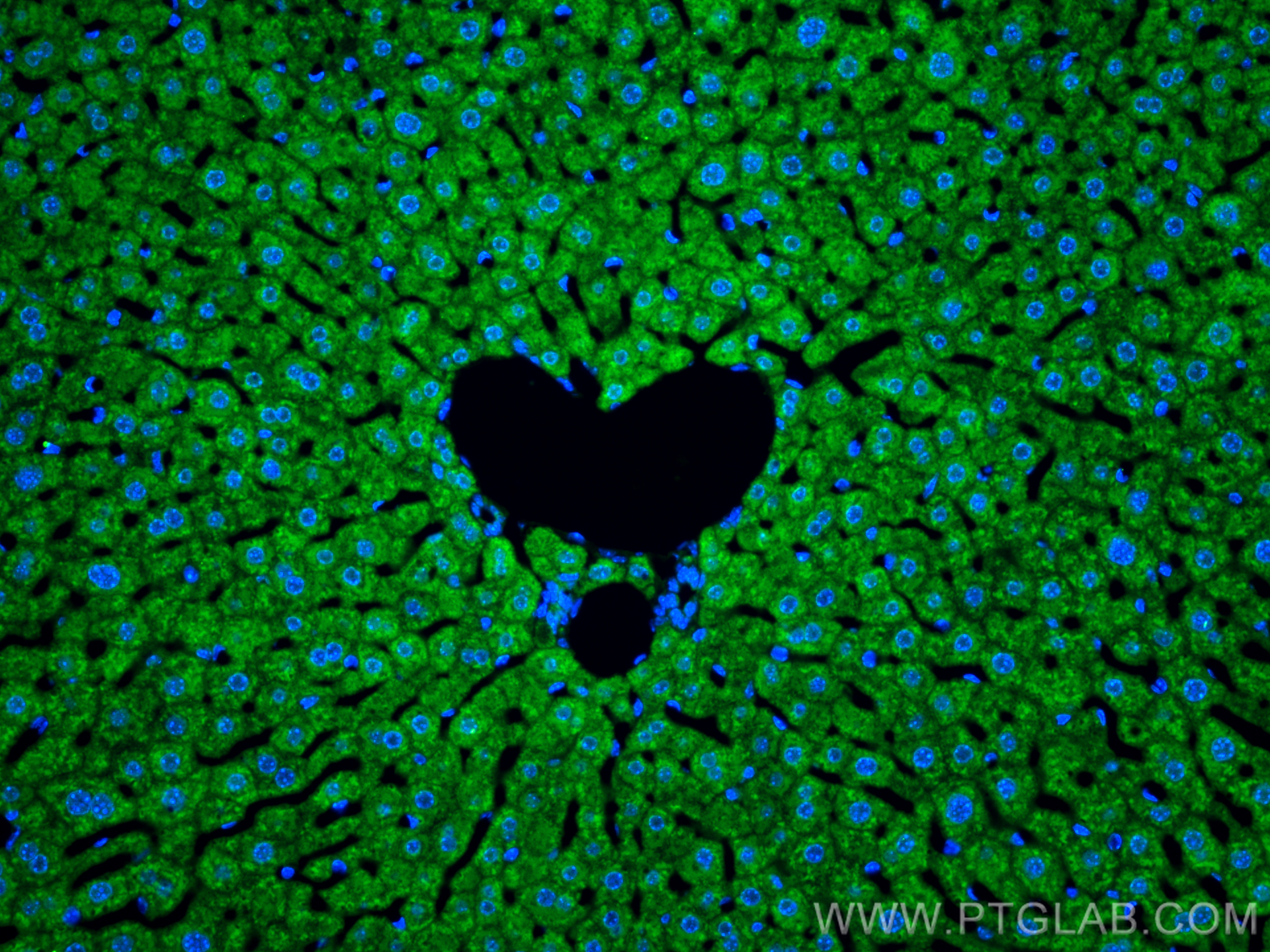 Immunofluorescence (IF) / fluorescent staining of mouse liver tissue using Aconitase 1 Polyclonal antibody (12406-1-AP)