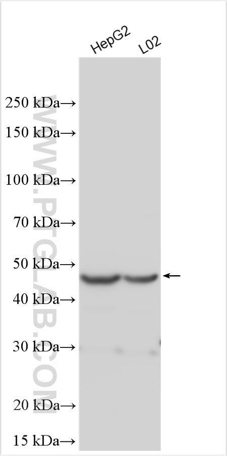 Western Blot (WB) analysis of various lysates using ACOT4 Polyclonal antibody (17316-1-AP)