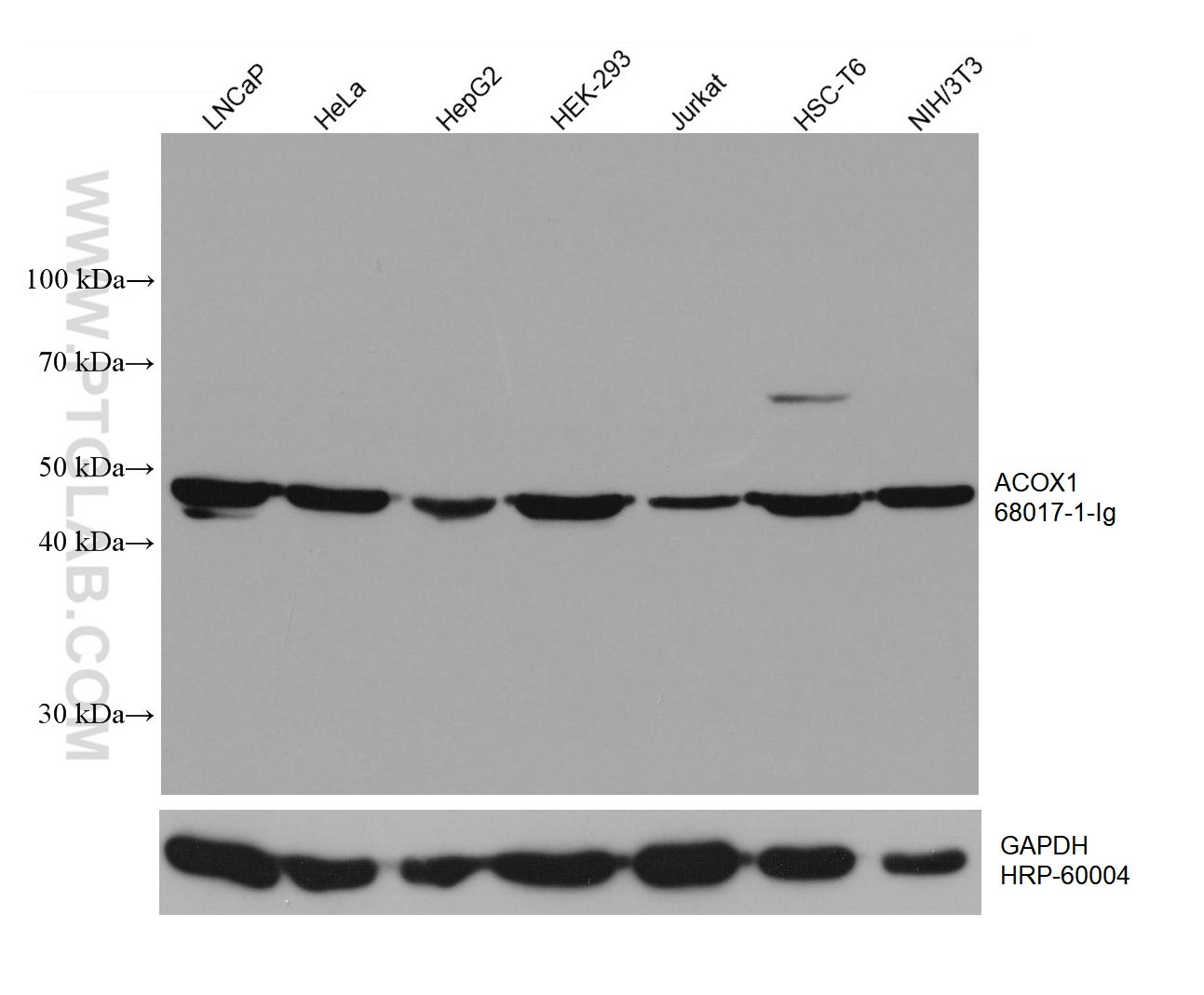 Western Blot (WB) analysis of various lysates using ACOX1 Monoclonal antibody (68017-1-Ig)