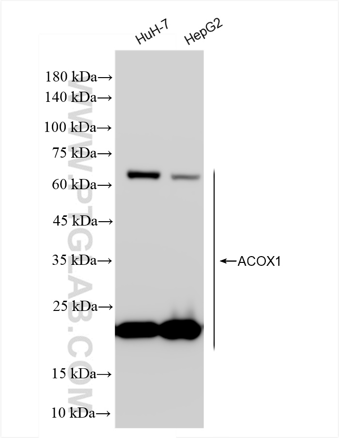 Western Blot (WB) analysis of various lysates using ACOX1 Recombinant antibody (83731-1-RR)