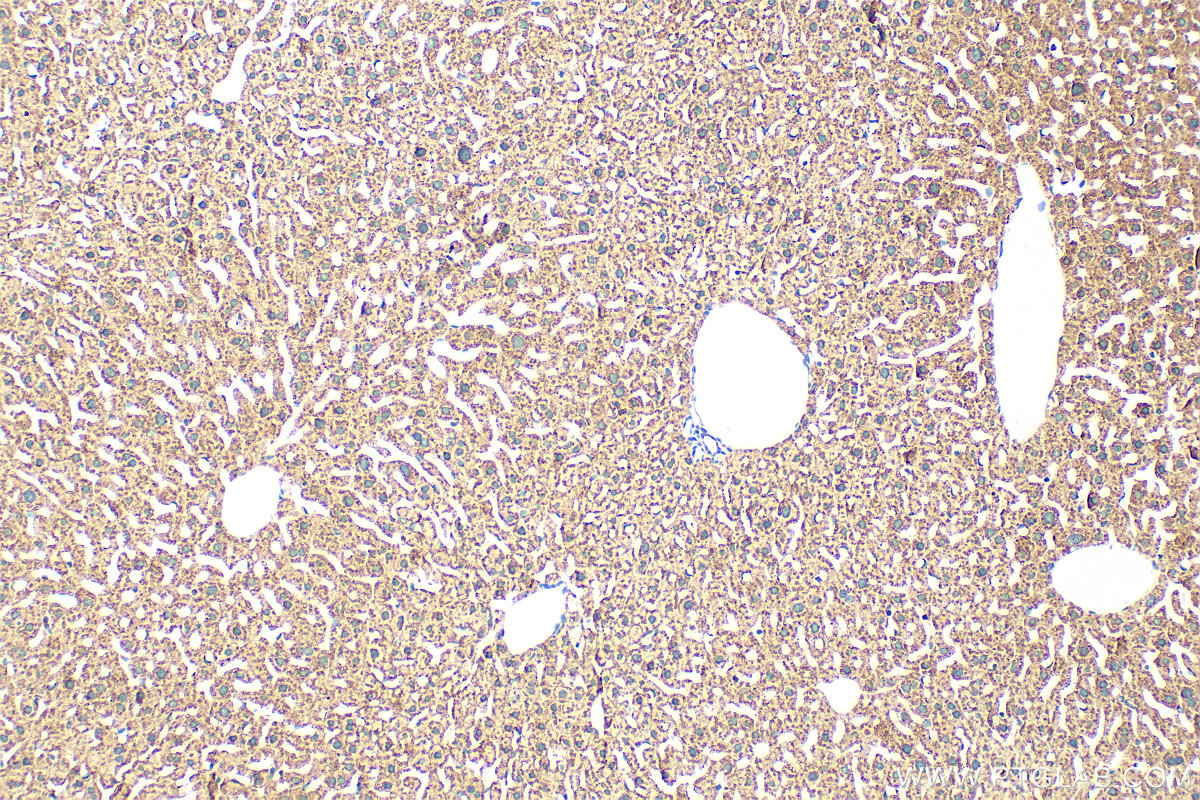 Immunohistochemistry (IHC) staining of mouse liver tissue using Multi-rAb™ ACOX1 Multi-Recombinant antibody (RMX00007)