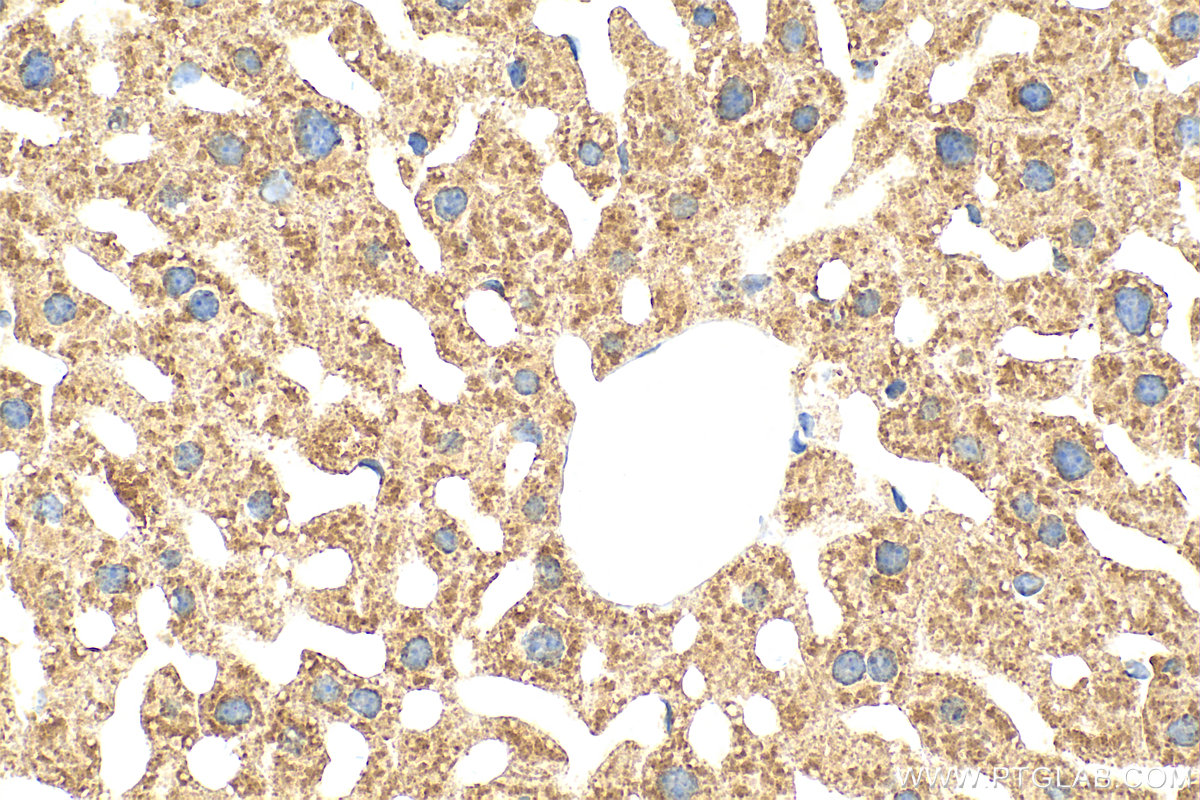Immunohistochemistry (IHC) staining of mouse liver tissue using Multi-rAb™ ACOX1 Multi-Recombinant antibody (RMX00007)