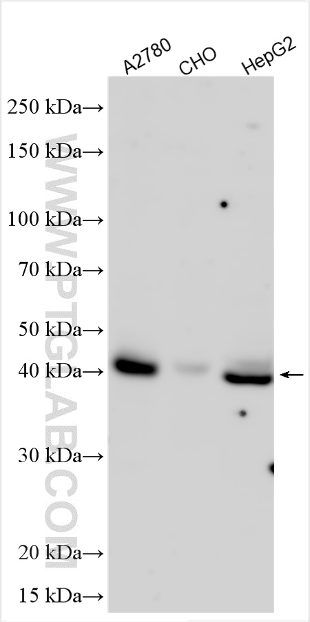 ACP6