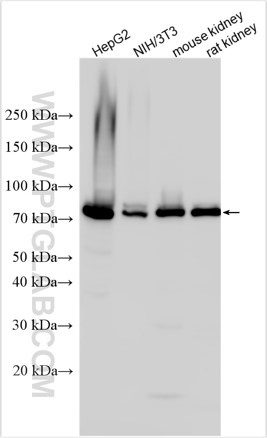 Western Blot (WB) analysis of various lysates using ACSL4/FACL4 Polyclonal antibody (22401-1-AP)