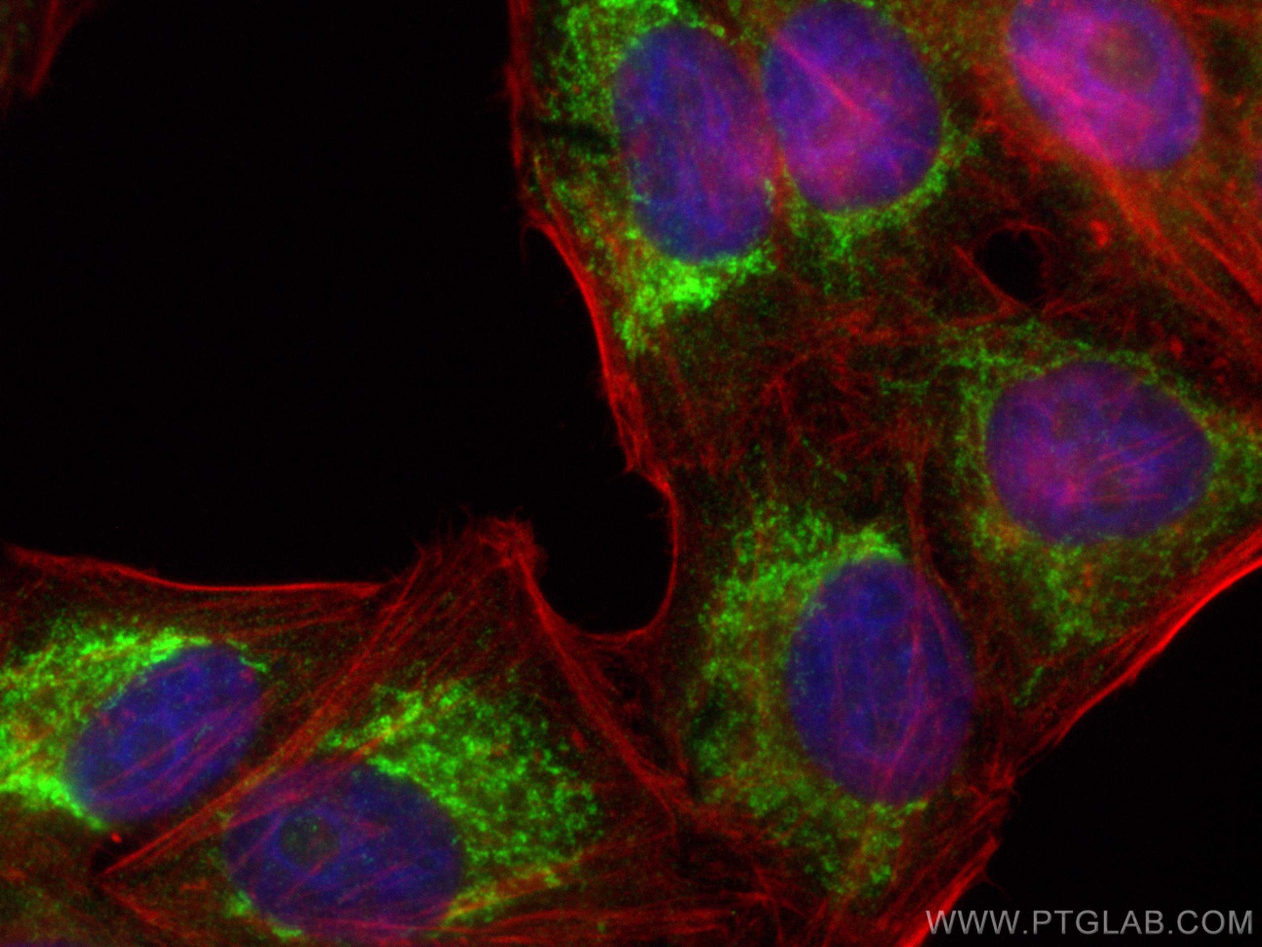 Immunofluorescence (IF) / fluorescent staining of HepG2 cells using ACSM3 Polyclonal antibody (10168-2-AP)