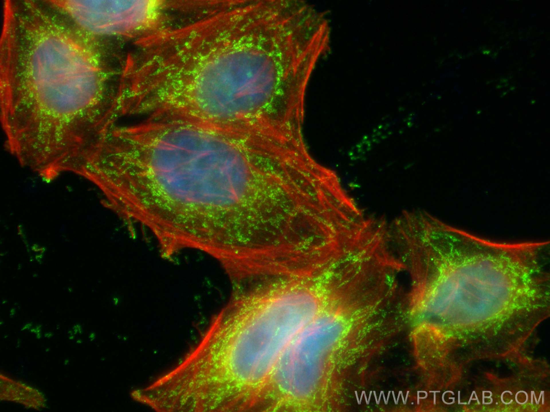 Immunofluorescence (IF) / fluorescent staining of HepG2 cells using ACSM5 Monoclonal antibody (67334-1-Ig)