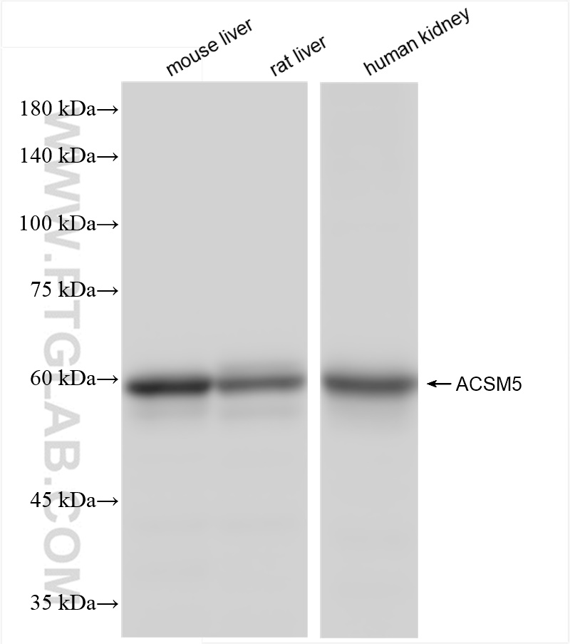 Western Blot (WB) analysis of various lysates using ACSM5 Recombinant antibody (84444-1-RR)