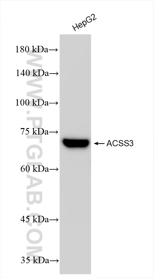 Western Blot (WB) analysis of HepG2 cells using ACSS3 Recombinant antibody (84810-4-RR)