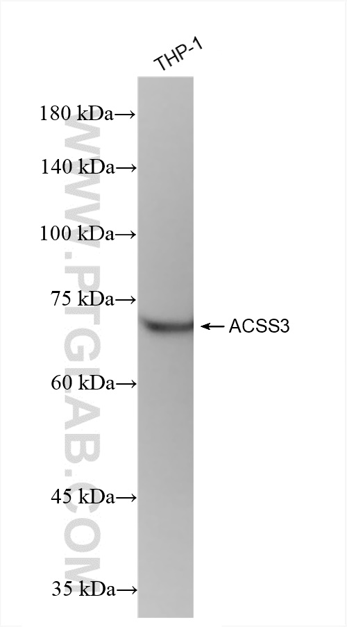 Western Blot (WB) analysis of THP-1 cells using ACSS3 Recombinant antibody (84810-4-RR)