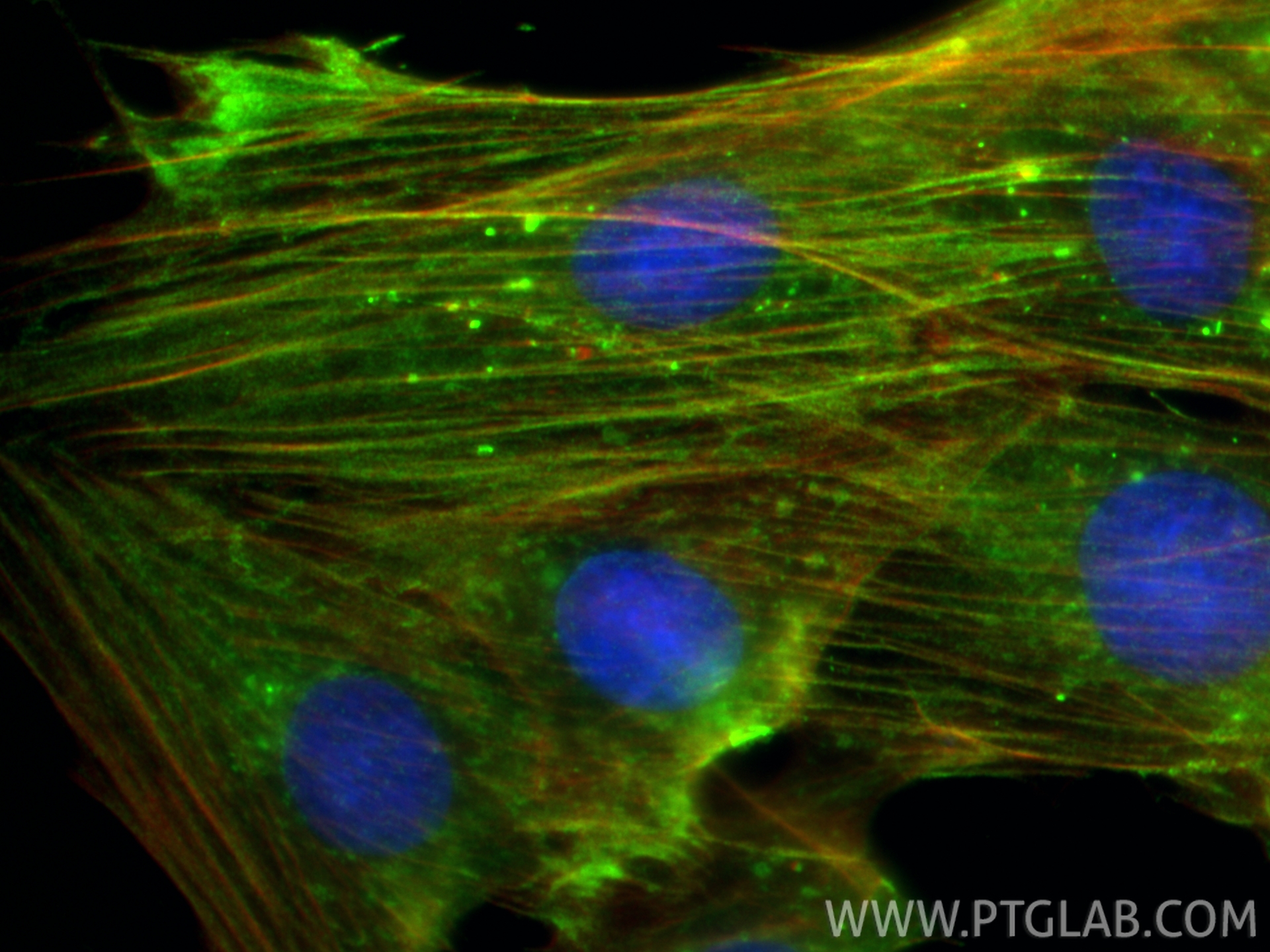 Immunofluorescence (IF) / fluorescent staining of H9C2 cells using Alpha Actin Polyclonal antibody (23660-1-AP)