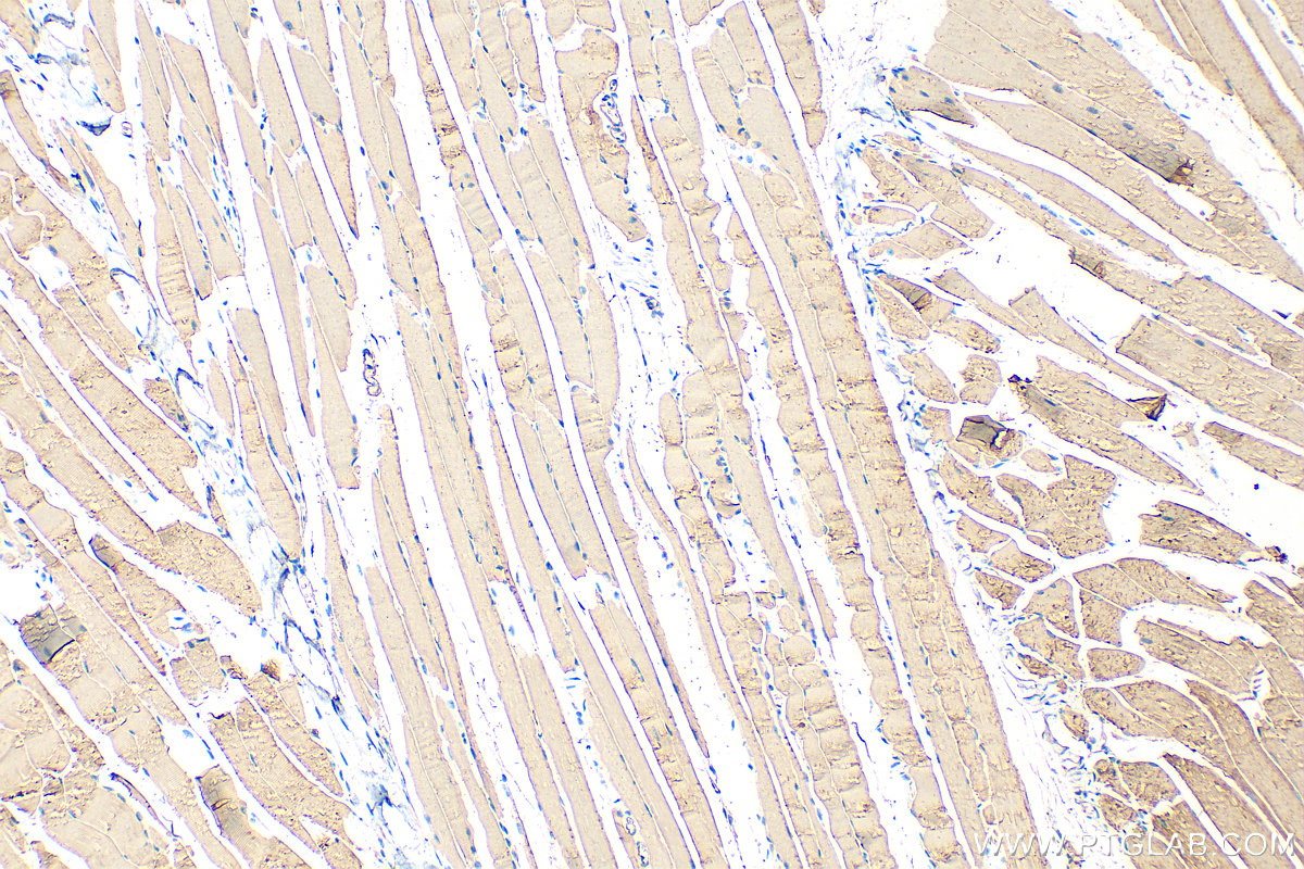Immunohistochemistry (IHC) staining of mouse skeletal muscle tissue using Alpha Actin Polyclonal antibody (23660-1-AP)