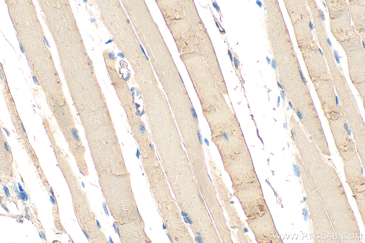 Immunohistochemistry (IHC) staining of mouse skeletal muscle tissue using Alpha Actin Polyclonal antibody (23660-1-AP)