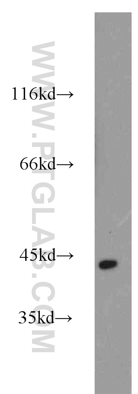 Western Blot (WB) analysis of mouse kidney tissue using smooth muscle actin Polyclonal antibody (23081-1-AP)