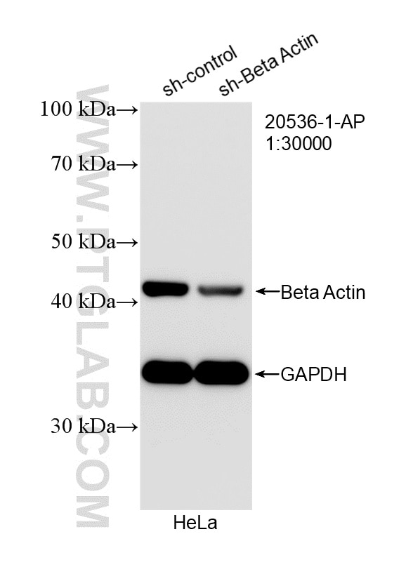 Western Blot (WB) analysis of HeLa cells using Beta Actin Polyclonal antibody (20536-1-AP)