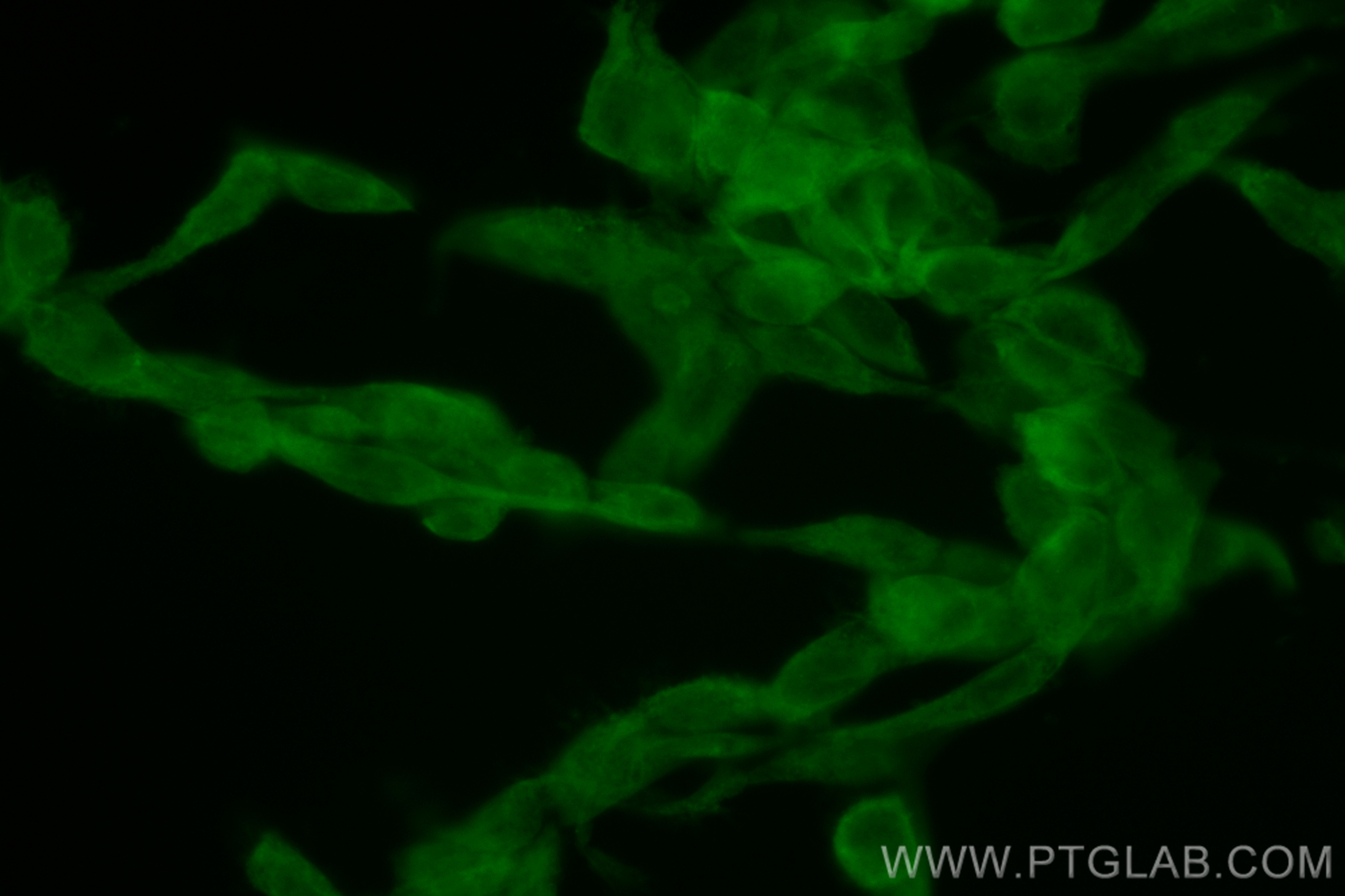 Immunofluorescence (IF) / fluorescent staining of NIH/3T3 cells using CoraLite® Plus 488-conjugated ACVR1B Recombinant a (CL488-83026-5)