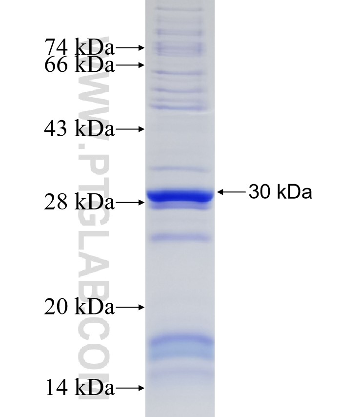 ADAMTS12 fusion protein Ag34544 SDS-PAGE
