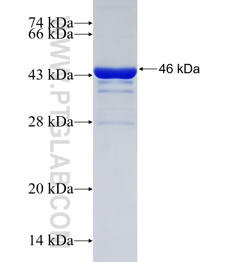 ADAMTS14 fusion protein Ag34638 SDS-PAGE