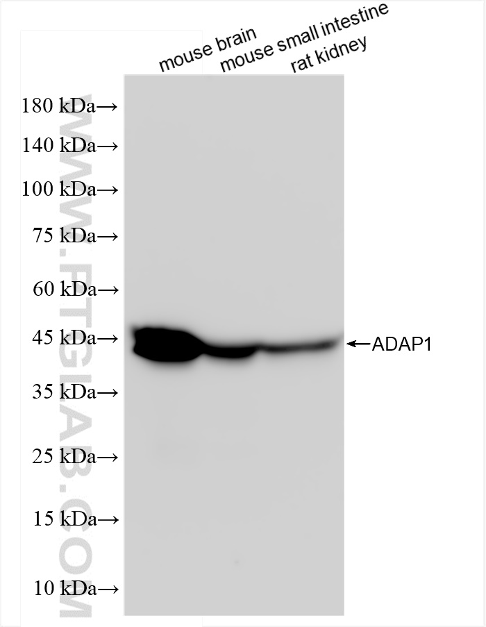 Western Blot (WB) analysis of various lysates using ADAP1 Recombinant antibody (84443-1-RR)